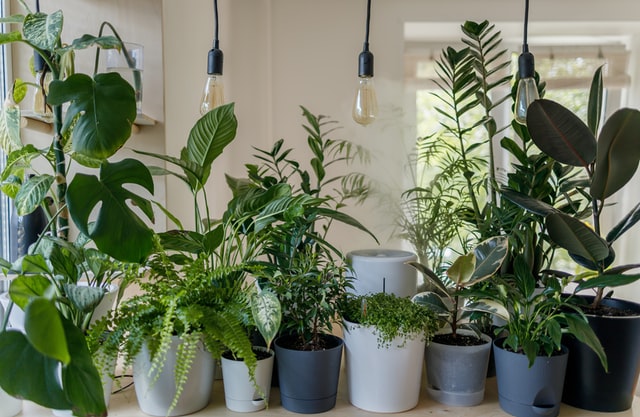 Best Air purifying indoor plants for home